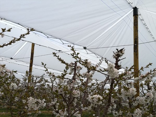 PE transparent 2m x12m cherry orchard rain cover with reinforced edge easy to use