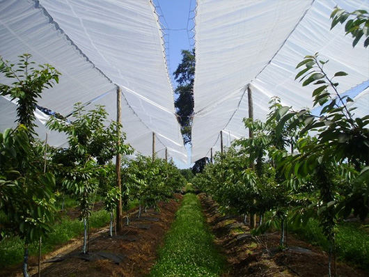 Agricultural HDPE Clear Cherry Orchard Covers Preventing Rain and Hail Damage For Fruit trees