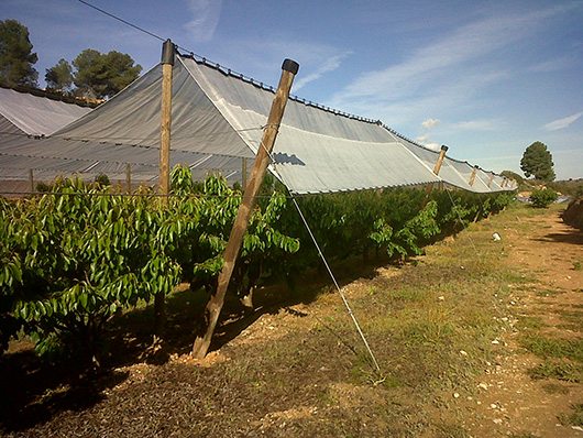 Superior quality transparent orchard roof cover rain protection for peach cherry avocado with reinforced edges