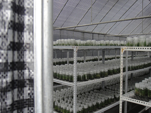 Hydroponics 150gsm Aquaculture plants seedlings house 85% shading black/white grid film blackout greenhouse film for mushroom cover plastic