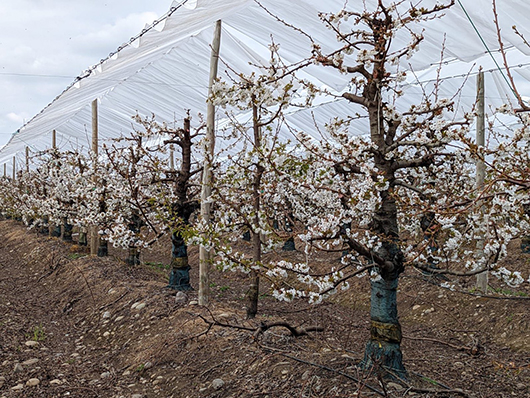 Orchard rain cover