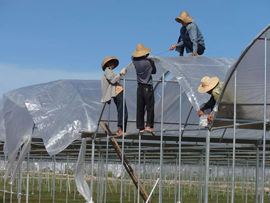 Agricultural Plastic Clear Greenhouse Woven Film UV 9 Mil For Vegetable Crop Plant Covering