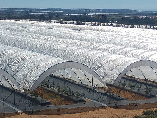 Durable string-reinforced 200micron 250 micron 300 micron Clear Anti-Condensate Greenhouse Plastic Film
