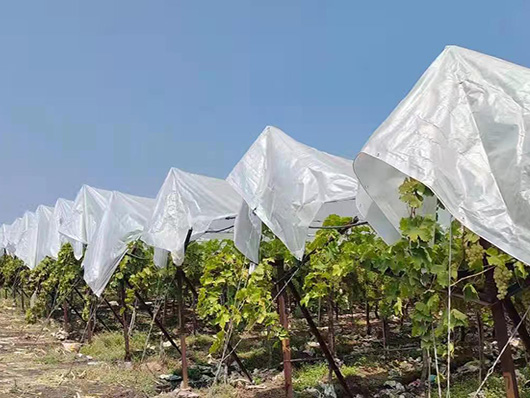 Waterproof orchard grapes plastic rain cover transparent tarpaulin roof sheet