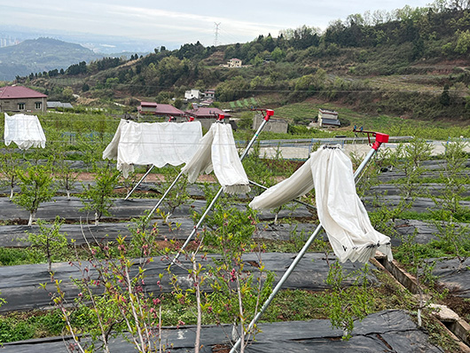 Automatic rain cover film for agriculture orchard cherry plum grape fruit