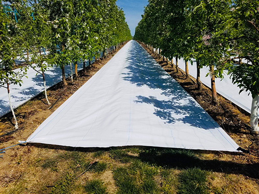 Orchard trees apple plastic anti weed matting ground cover reflective white color