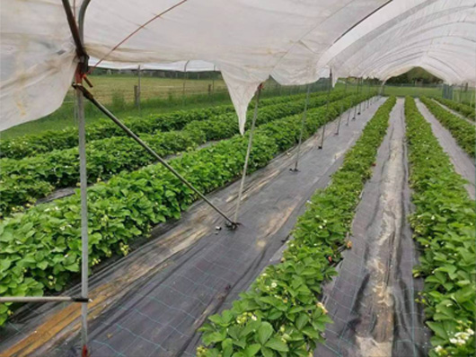 Woven weed mat for fruits