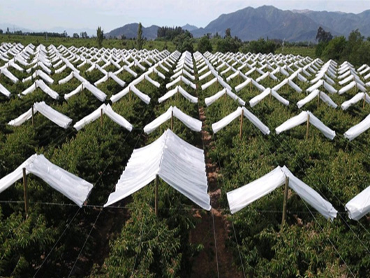 Orchard Cherry Cover In Chile