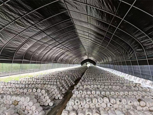 Mushroom Greenhouse