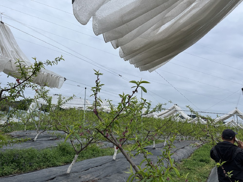 Automatic rain cover system for peaches