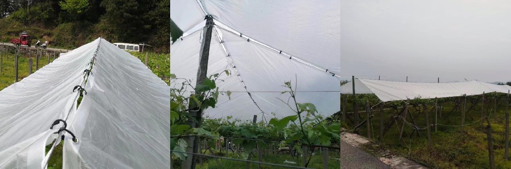 Feedback of grape orchard rain covers