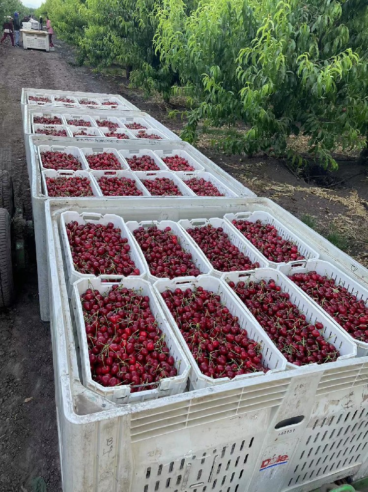 Cherry season:The secret to harvesting more cherries.